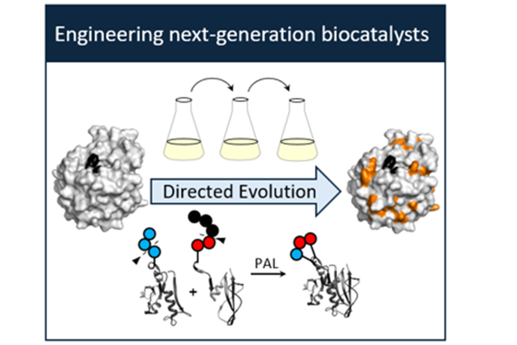 Biocatalytic ligation technologies for peptide and protein synthesis